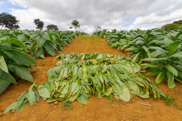 Fumée labourant sur une petite propriété rurale à Guarani