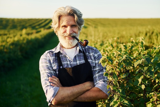 Fumer et regarder des baies Senior homme élégant aux cheveux gris et à la barbe sur le terrain agricole avec récolte