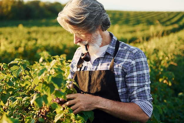 Fumer et regarder des baies Senior homme élégant aux cheveux gris et à la barbe sur le terrain agricole avec récolte