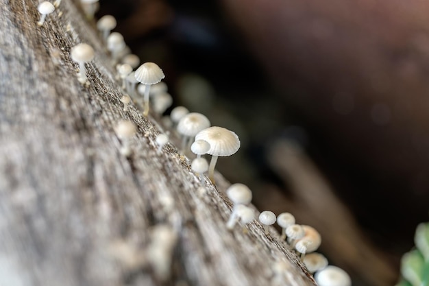 Fungusfungimushroom petit beaucoup de plus en plus sur le bois