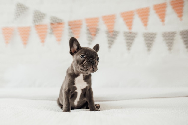 Funny adorable mignon chiot bouledogue français bleu avec citrouille blanche aux vacances d'Halloween