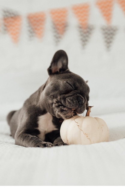 Funny adorable mignon chiot bouledogue français bleu avec citrouille blanche aux vacances d'Halloween