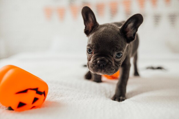 Funny adorable mignon chiot bouledogue français bleu avec jouet citrouille Jack aux vacances d'Halloween