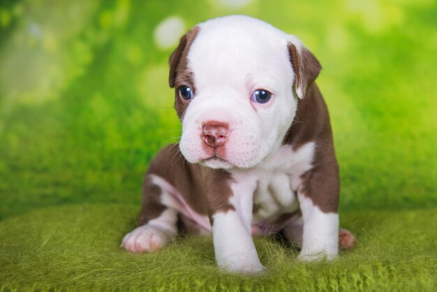 Funny American Bullies chiot sur fond vert