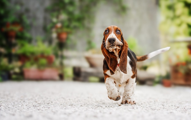 Funny Basset Hound chien qui court dans la cour