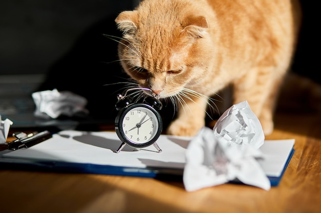 Funny cat playfull jouant avec des boules de papier froissé sur le bureau au soleil, lieu de travail à domicile.