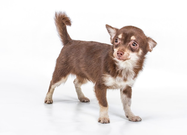 Funny chiot Chihuahua pose sur un fond blanc