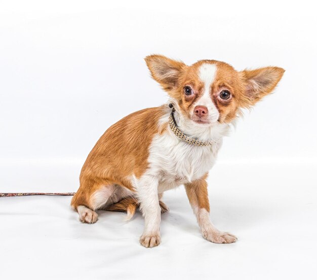 Funny chiot Chihuahua pose sur un fond blanc