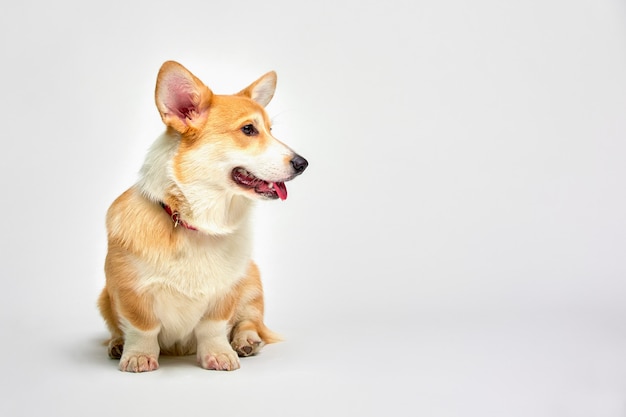 Funny corgi pembroke en studio devant un fond blanc