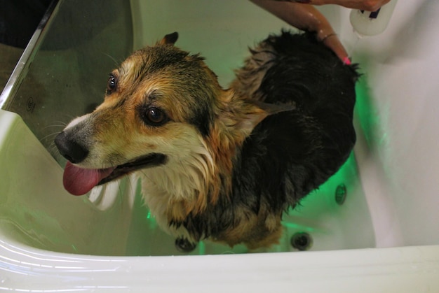 Funny corgi welsh pembroke prenant une douche relaxante dans un salon de toilettage. Main de toiletteur femme baignant un