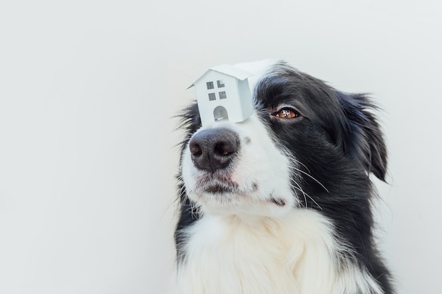 Funny cute puppy dog border collie holding toy house sur le nez, isolé