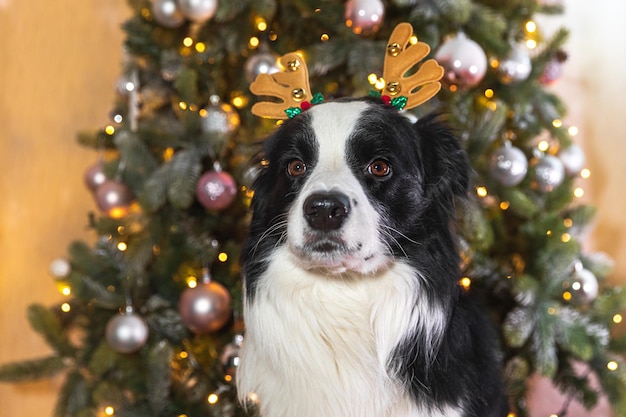 Funny cute puppy dog border collie portant costume de noël cornes de cerf chapeau près de l'arbre de noël à h