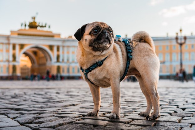 Funny dog pug dans un harnais se promène dans les rues de la ville, attractions touristiques à Saint-Pétersbourg