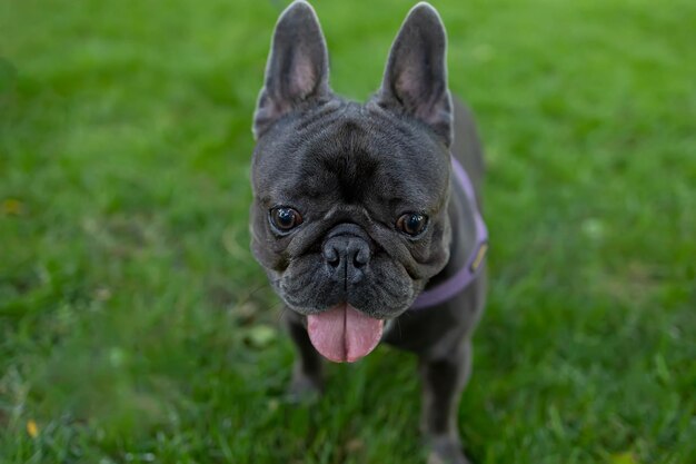 Funny doggy bouledogue français court dans le parc sur la pelouse avec sa langue pendante