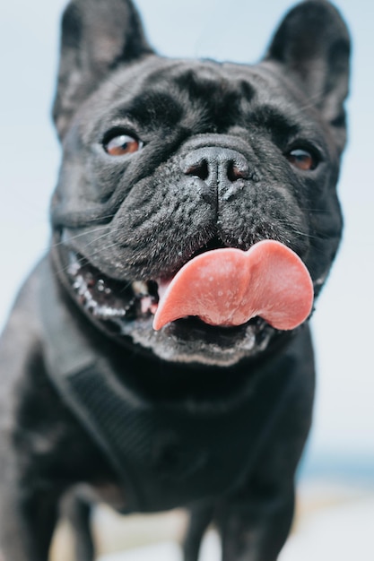 Funny French Bulldog dog smiling with big tongue to camera with copy spacePure race française à l'extérieur par un après-midi ensoleillé Chien profitant de l'extérieur Une bonne journée pour le nouveau membre