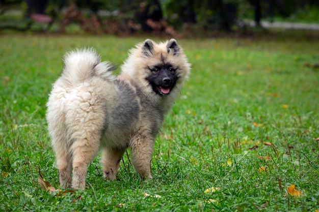 Funny Keeshond chiot joue sur un champ vert. Fermer..