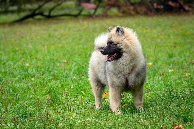 Funny Keeshond chiot joue sur un champ vert. Fermer..