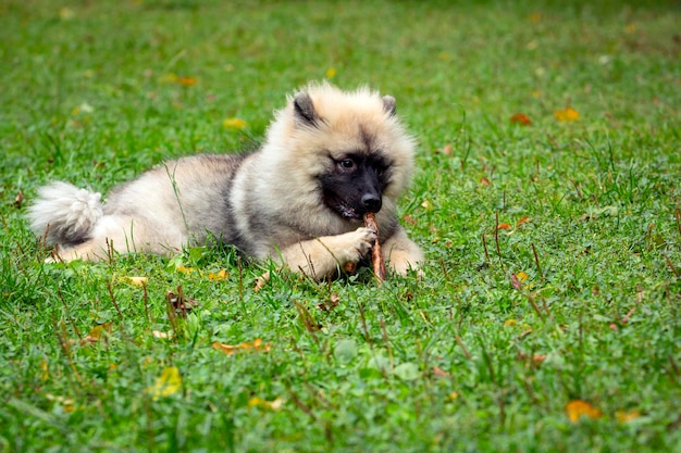 Funny Keeshond chiot se trouve sur un champ vert. Fermer.