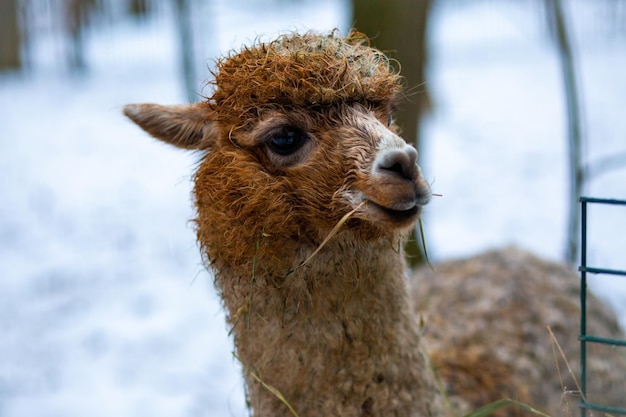 Funny Lama mâche du foin Le lama sourit Lama dans la réserve