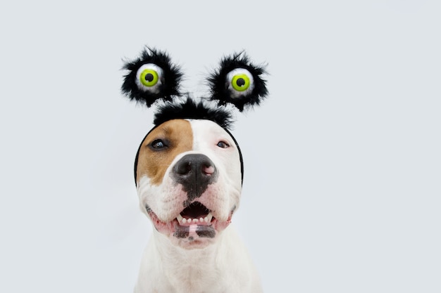 Funny portrait american staffordshire dog célébrant l'halloween et le carnaval portant un diadème avec un costume d'yeux. Isolé sur fond gris