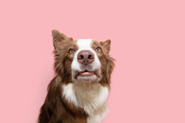 Funny portrait border collie chien surpris en regardant la caméra isolé sur backgorund pastel rose