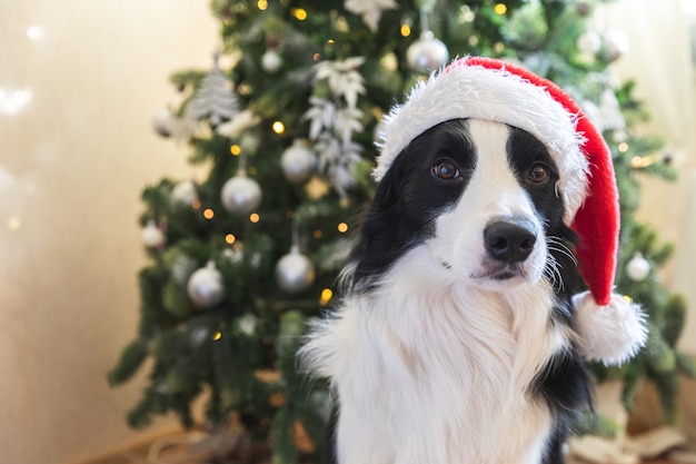 Funny portrait of cute puppy dog border collie portant chapeau de père noël rouge costume de noël près de ch...