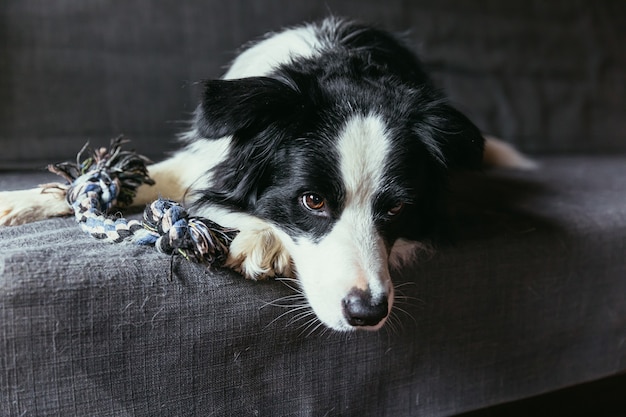 Funny portrait of cute smiling chiot dog border collie sur canapé à l'intérieur