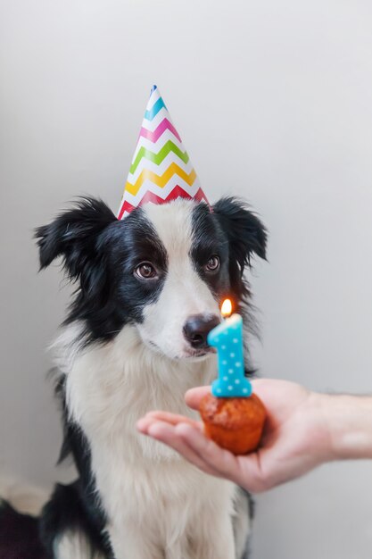 Funny portrait of cute smiling puppy dog border collie portant un chapeau stupide d'anniversaire en regardant cupcake holiday cake avec la bougie numéro un isolé sur blanc