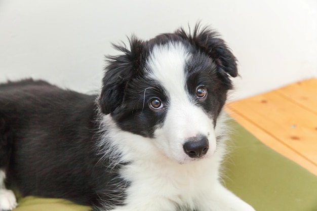 Funny portrait of cute smilling puppy dog border collie indoor. Nouveau membre adorable de la famille petit chien à la maison regardant et attendant une récompense. Concept de soins et d'animaux pour animaux de compagnie