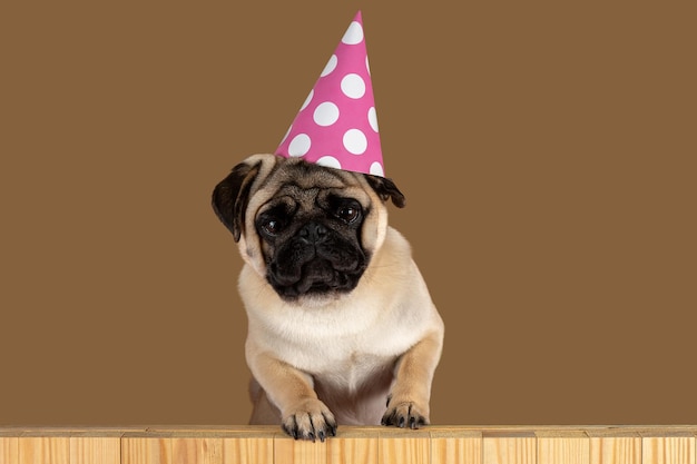 Funny Pug dog wearing happy birthday hat sur fond clair