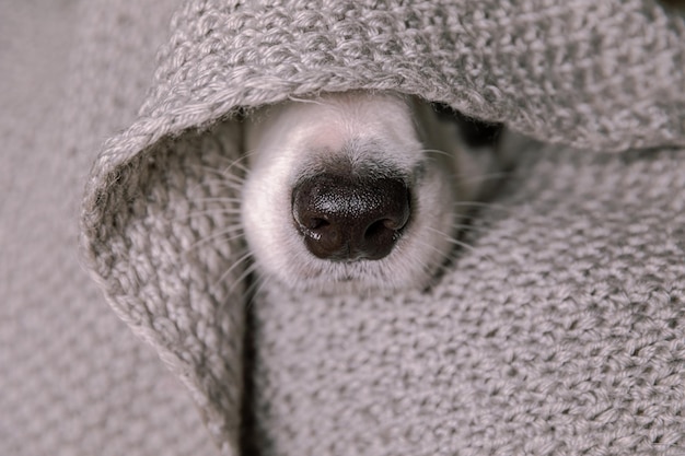 Funny puppy dog border collie allongé sur le canapé sous une écharpe tricotée chaude à l'intérieur nez de chien sort fr