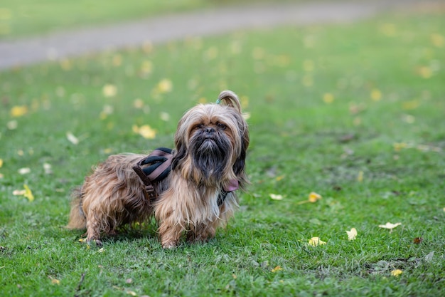 Funny Shihtzu en promenade à l'automne cheely day