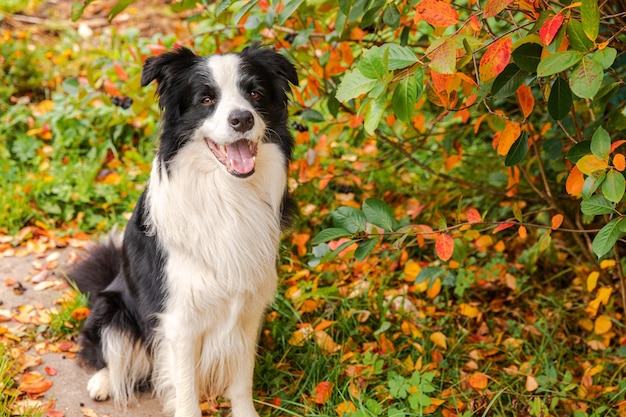 Funny smiling puppy dog border collie assis sur fond de feuillage coloré d'automne dans le parc en plein air Chien marchant le jour de l'automne Bonjour Concept de temps froid d'automne