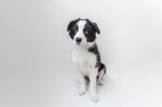 Funny studio portrait of cute smilling puppy dog border collie sur fond blanc