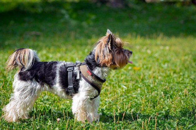 Funny Yorkshire terrier gros plan sur un fond d'herbe..