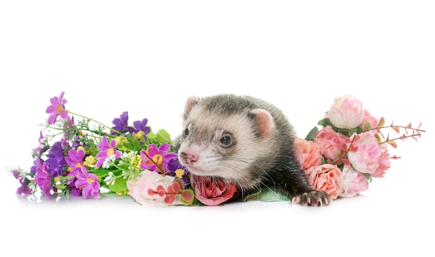 furet animal