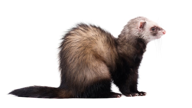 Photo furet assis et regardant ailleurs isolé sur blanc.