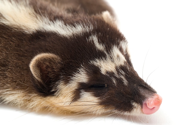 Le furet-blaireau de Javan sur fond blanc