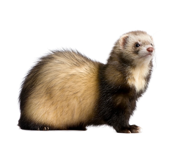 Furet sur un blanc isolé