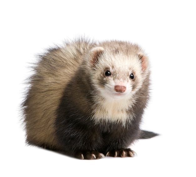 Furet sur un blanc isolé