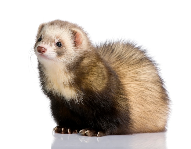 Furet sur un blanc isolé