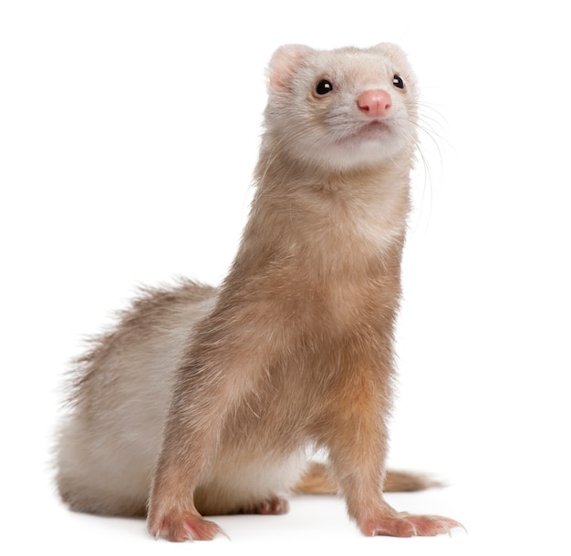 Furet, blanc, isolé