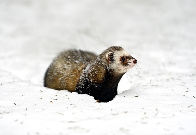 Furet des bois dans les bois en hiver