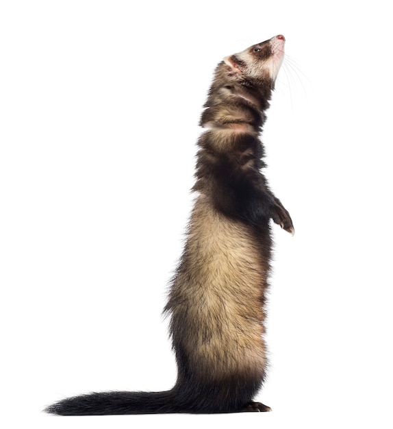 Photo furet debout sur les pattes arrière et levant, isolé sur blanc