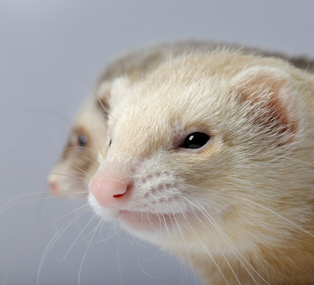 Furet devant un mur gris