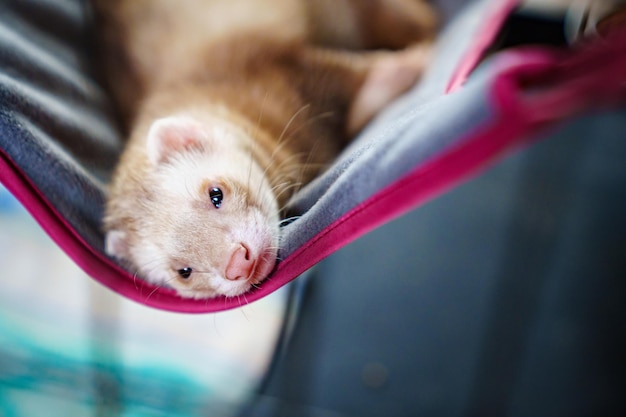 Le furet domestique aux cheveux roux se couche dans un hamac