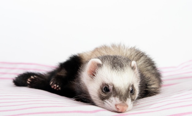 Le furet dort sur le lit