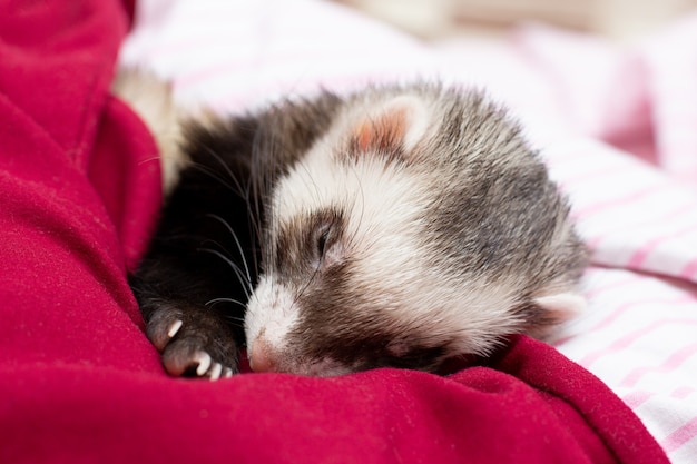 Le furet douillet dort