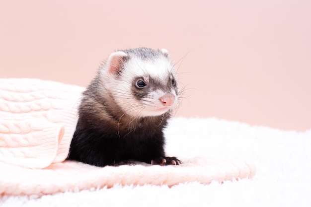 Le furet douillet dort