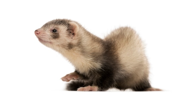 Photo furet sur fond blanc